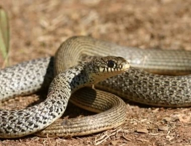 Γέμισε φίδια μέσα στην πόλη η Θεσσαλονίκη - Τι πρέπει να κάνετε;
